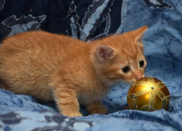 Gatinho Gengibre Bonito Fundo Azul — Fotografia de Stock