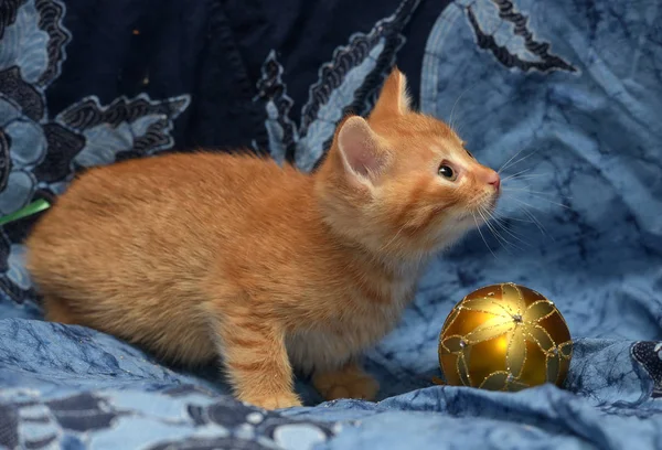 Gatinho Gengibre Bonito Fundo Azul — Fotografia de Stock