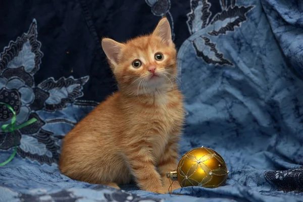 Cute Ginger Kitten Blue Background — ストック写真