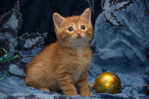 Gatinho Gengibre Bonito Fundo Azul — Fotografia de Stock