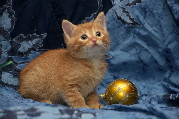 Gatinho Gengibre Bonito Fundo Azul — Fotografia de Stock