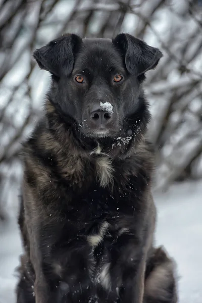 Duży Czarny Pies Śniegu — Zdjęcie stockowe