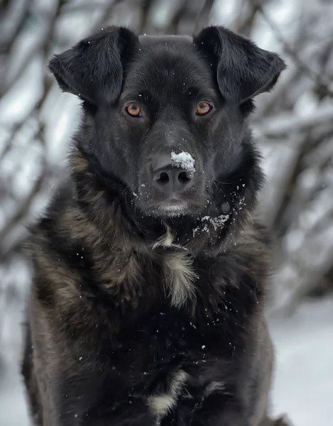 Μεγάλο Μαύρο Σκυλί Στο Χιόνι — Φωτογραφία Αρχείου