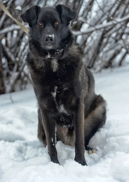 Großer Schwarzer Hund Schnee — Stockfoto