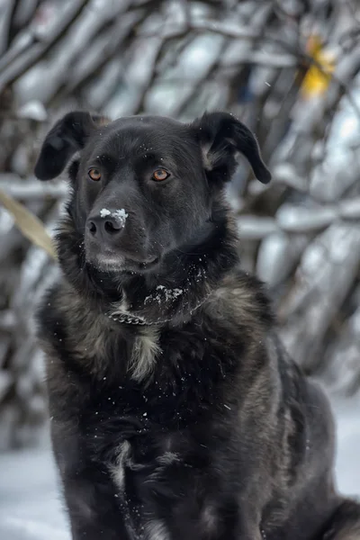 Großer Schwarzer Hund Schnee — Stockfoto