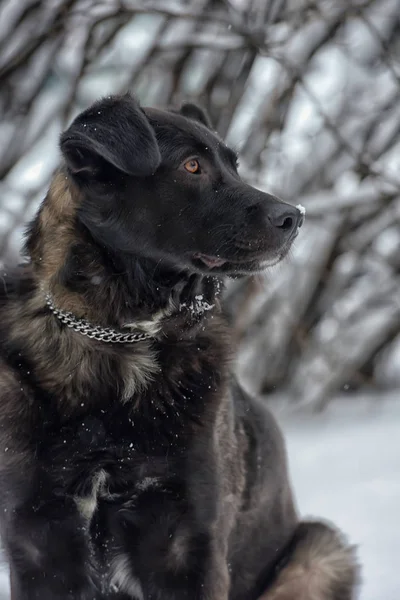 Stor Svart Hund Snön — Stockfoto