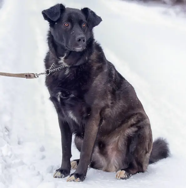 Großer Schwarzer Hund Schnee — Stockfoto