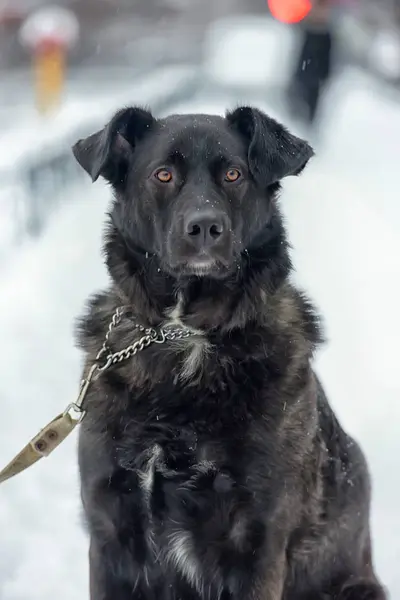 Stor Svart Hund Snön — Stockfoto