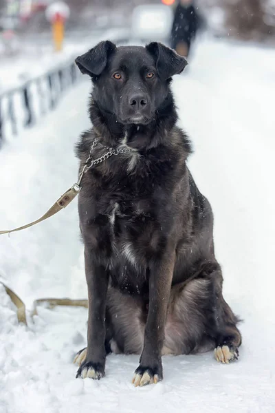 Stor Svart Hund Snön — Stockfoto