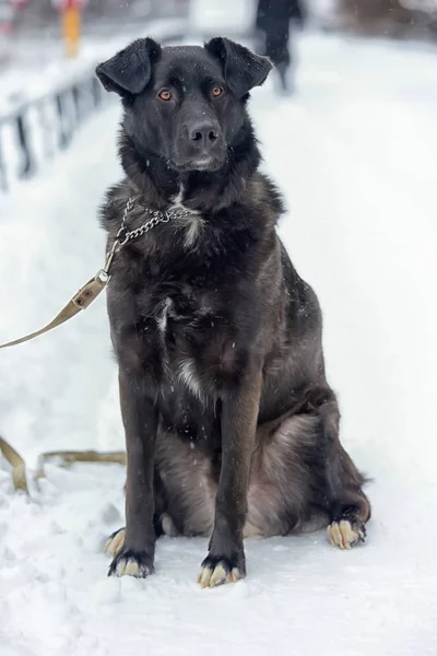 Großer Schwarzer Hund Schnee — Stockfoto