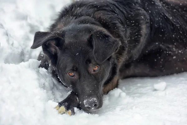 Μεγάλο Μαύρο Σκυλί Στο Χιόνι — Φωτογραφία Αρχείου