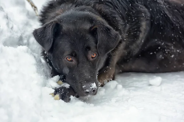 Big Black Dog Snow — ストック写真