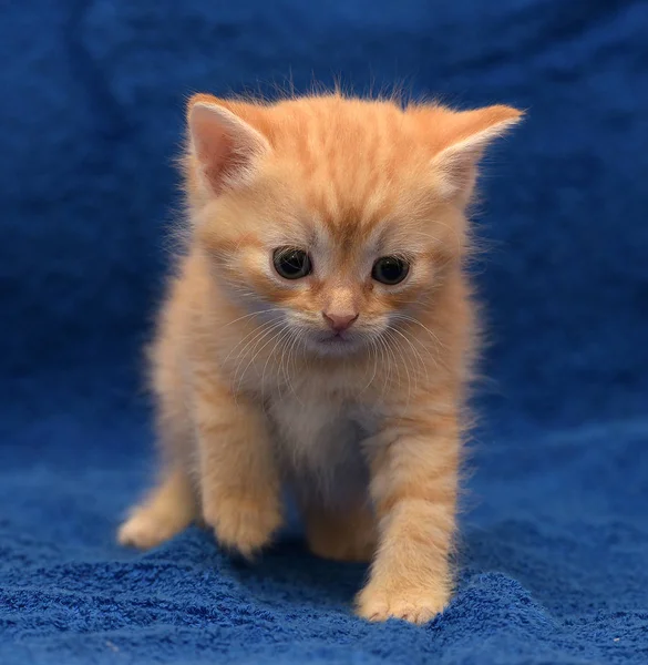 Mavi Bir Arka Plan Üzerinde Küçük Zencefil Kedi Yavrusu — Stok fotoğraf