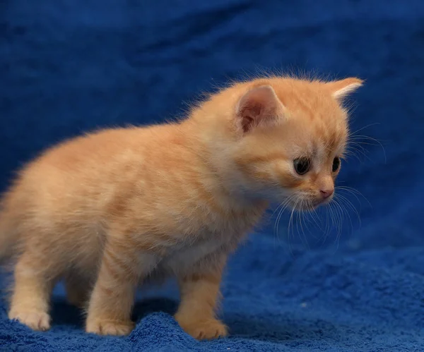 Little Ginger Kitten Blue Background — Stock Photo, Image