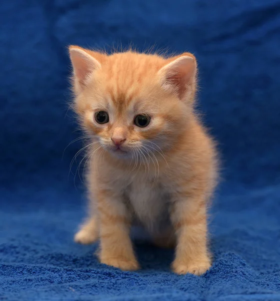 Mały Imbir Kociak Niebieskim Tle — Zdjęcie stockowe