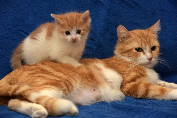 Pequeno Gengibre Gatinho Mãe Gato Fundo Azul — Fotografia de Stock