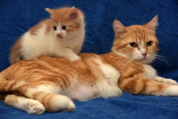 Pequeno Gengibre Gatinho Mãe Gato Fundo Azul — Fotografia de Stock