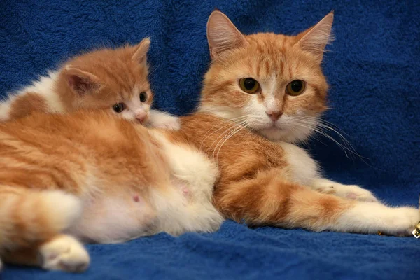 Kleines Ingwerkätzchen Und Katzenmama Auf Blauem Hintergrund — Stockfoto