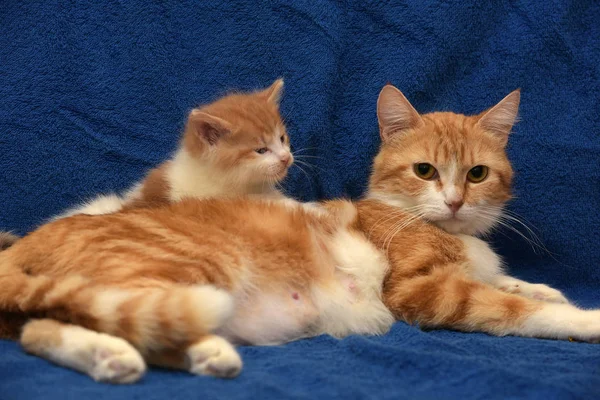 Little Ginger Kitten Mom Cat Blue Background — Stock Photo, Image
