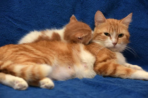 Pequeño Jengibre Gatito Mamá Gato Azul Fondo — Foto de Stock