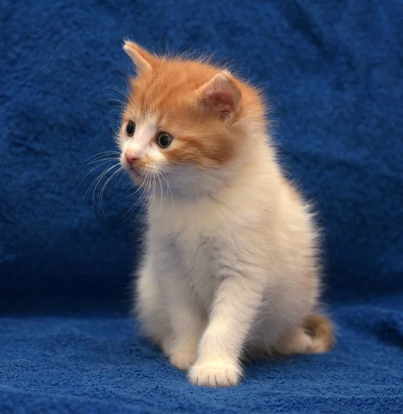 Red White Fluffy Kitten — Stock Photo, Image