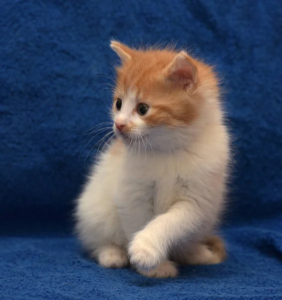 Rood Wit Pluizig Kitten — Stockfoto