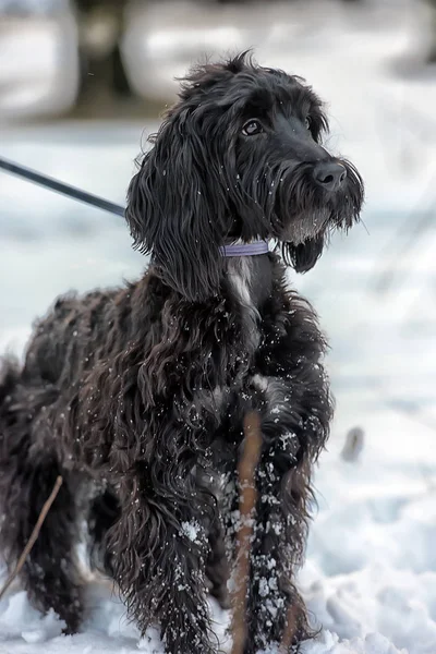 Schwarzer Langhaariger Terrier Abgeschnitten — Stockfoto