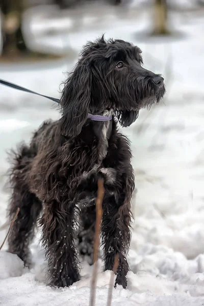 Schwarzer Langhaariger Terrier Abgeschnitten — Stockfoto