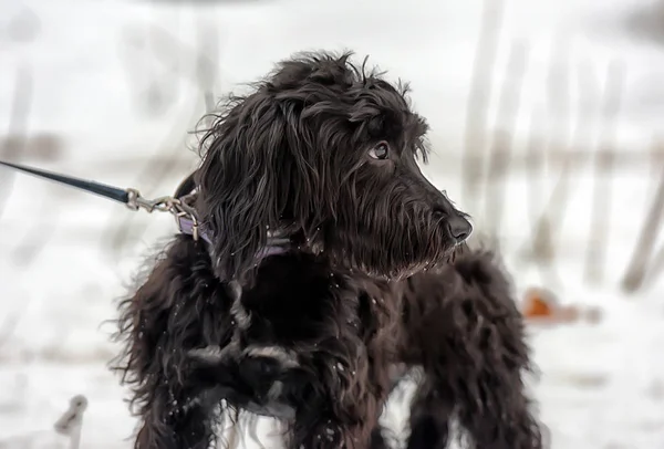 Preto Cabelos Compridos Terrier Cortado — Fotografia de Stock