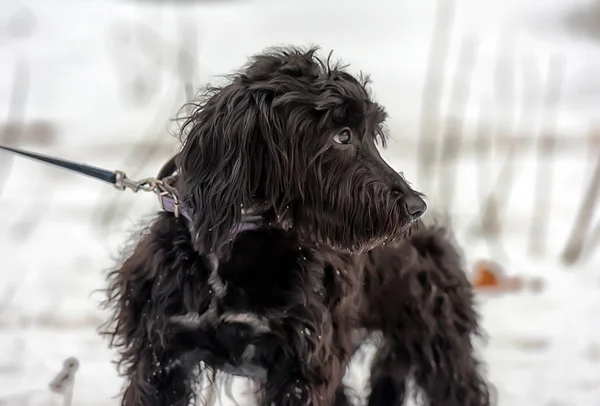 Fekete Hosszú Hajú Terrier Vágott — Stock Fotó