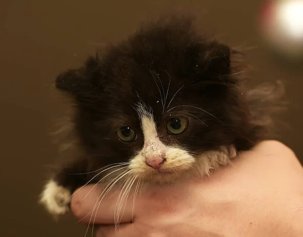 Pequeño peludo negro y blanco gatito en su brazos —  Fotos de Stock