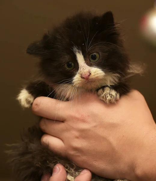 Kleine pluizig zwart-wit katje in haar armen — Stockfoto