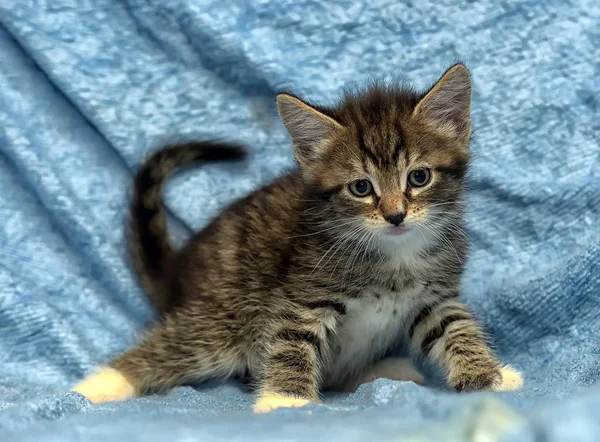 Lindo Gatito Fondo Azul —  Fotos de Stock