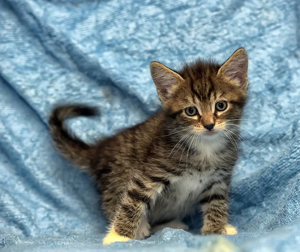 Mavi Arka Planda Sevimli Bir Kedi Yavrusu — Stok fotoğraf