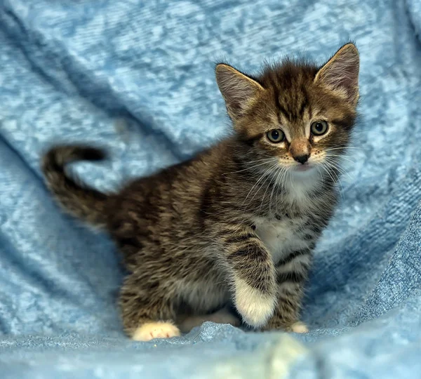 Söt Kattunge Blå Bakgrund — Stockfoto