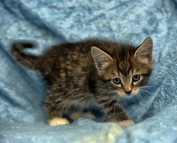 Niedliches Kätzchen Auf Blauem Hintergrund — Stockfoto