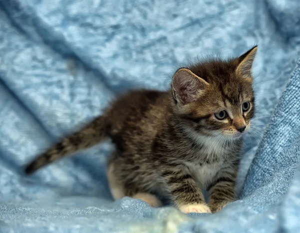 Mavi Arka Planda Sevimli Bir Kedi Yavrusu — Stok fotoğraf