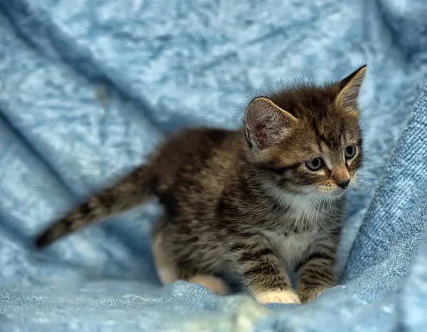 Schattig Katje Een Blauwe Achtergrond — Stockfoto