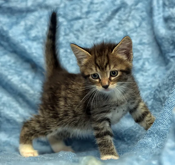 Gatinho Bonito Fundo Azul — Fotografia de Stock