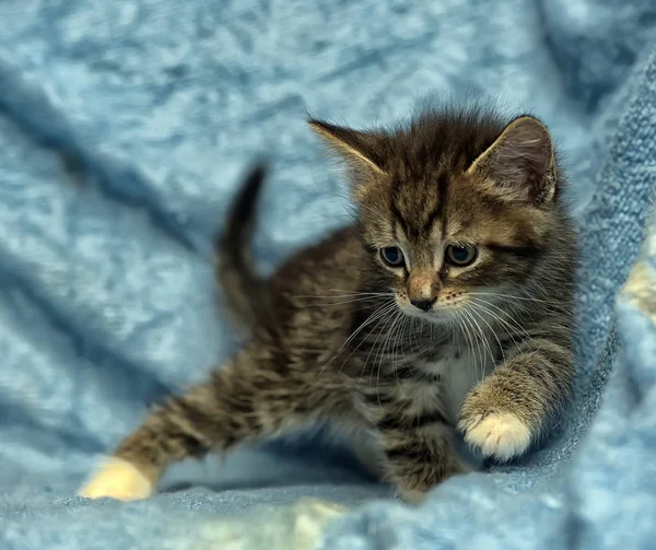Cute kitten on a blue background — Stock Photo, Image