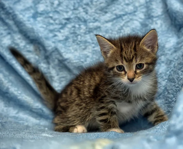 Schattig Katje Een Blauwe Achtergrond — Stockfoto