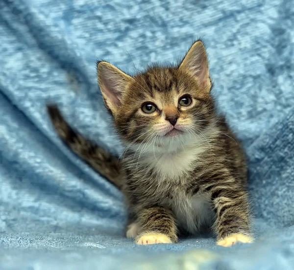 蓝色背景的可爱的小猫 — 图库照片