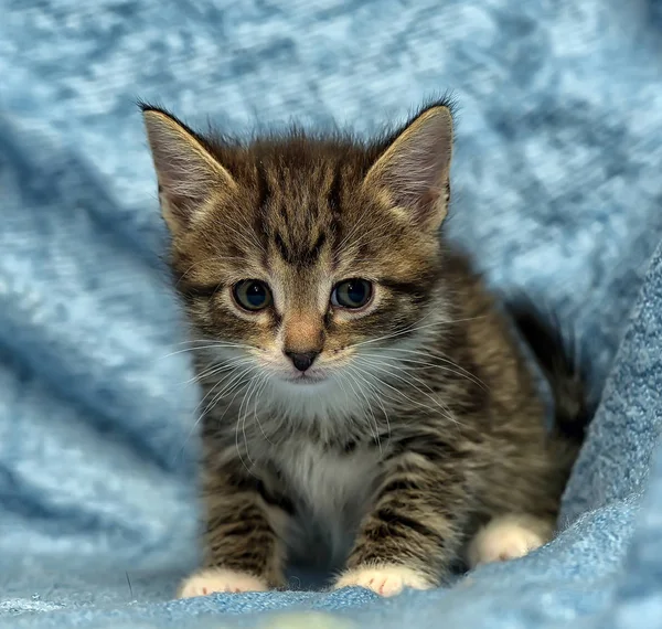 Słodkie Kotek Niebieskim Tle — Zdjęcie stockowe