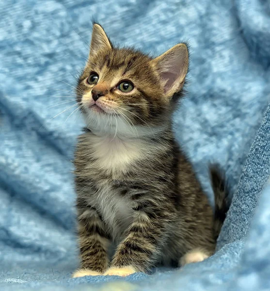 Cute Kitten Blue Background — Stock Photo, Image