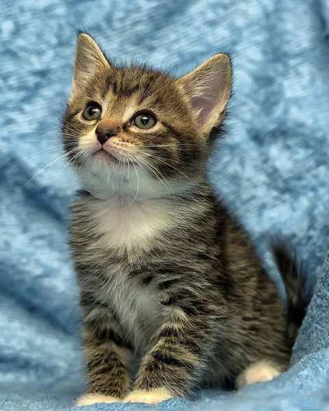 Cute Kitten Blue Background — Stock Photo, Image