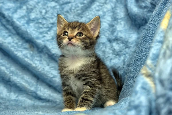 Gatinho Bonito Fundo Azul — Fotografia de Stock