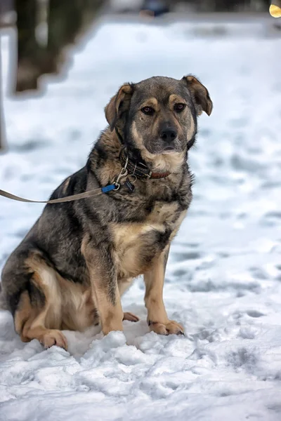 雪の冬の灰色の雑種犬と茶色 — ストック写真