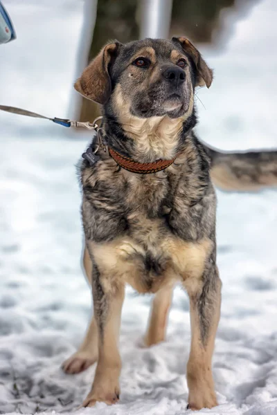 Braun mit grauem Mischlingshund im Winter auf Schnee — Stockfoto