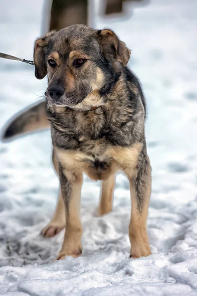 Brun Med Grå Mongrel Hund Vinter Snö — Stockfoto