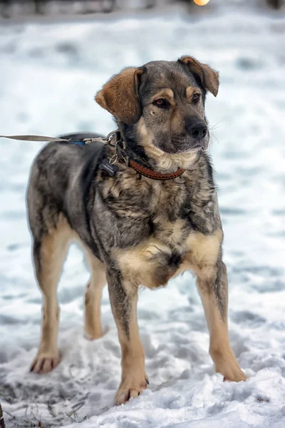 Brun Med Grå Mongrel Hund Vinter Snö — Stockfoto